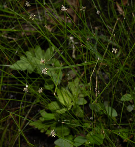 Eleocharis R. (spikerush)