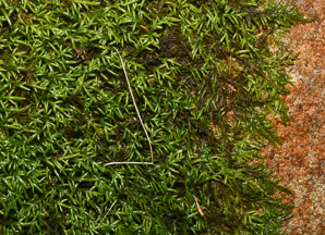 Entodon seductrix (seductive entodon moss, round-stem silk moss)