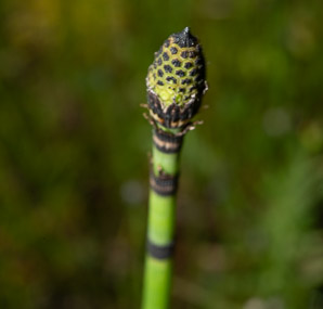 Equisetum L. (horsetail)