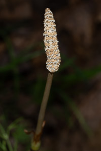 Equisetum sylvaticum (wood horsetail, woodland horsetail)