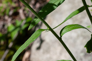 Erigeron annuus (daisy fleabane, rough fleabane, eastern daisy fleabane)