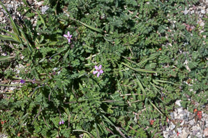 Erodium cicutarium (storksbill, filaree, redstem, redstem stork’s bill, pinweed, cutleaf filaree, pinclover, pingrass, heronbill)