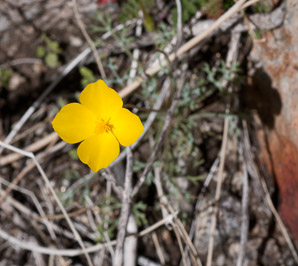 Eschscholzia parishii (desert poppy, Parish’s poppy)