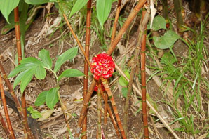 Etlingera elatior (red torch ginger, torch-ginger)