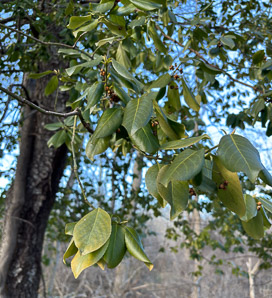 Euonymus fortunei (common wintercreeper, climbing euonymous, Fortune’s spindle, wintercreeper, climbing euonymus, winter creeper)