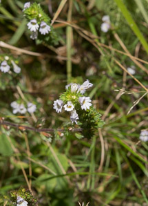 Euphrasia nemorosa (common eyebright)