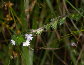 Euphrasia nemorosa (common eyebright)