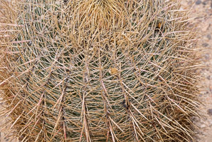 Ferocactus cylindraceus (compass barrel, fishhook cactus, barrel cactus, California barrel cactus, biznaga, cliff barrel cactus, compass cactus, desert barrel cactus, golden-spined barrel cactus, le conte barrel cactus, spiny barrel cactus)