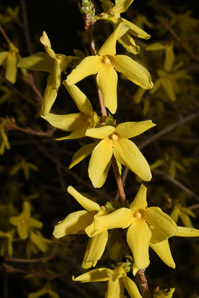 Forsythia × (forsythia)