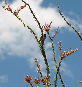 Fouquieria splendens (ocotillo, coachwhip, Jacob’s staff, vine cactus)