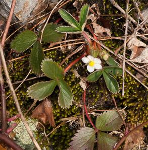 Fragaria virginiana (common strawberry, Virginia strawberry, wild strawberry, strawberry)