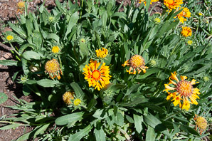 Gaillardia × (blanket flower)