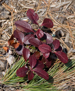 Gaultheria procumbens (creeping wintergreen, wintergreen, Eastern teaberry, checkerberry, boxberry, American wintergreen)