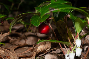 Gaultheria procumbens (creeping wintergreen, wintergreen, Eastern teaberry, checkerberry, boxberry, American wintergreen)