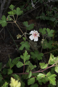 Geranium richardsonii (Richardson’s geranium)