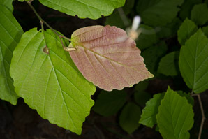 Hamamelis virginiana (witch-hazel, American witchhazel, winterbloom, witch hazel)