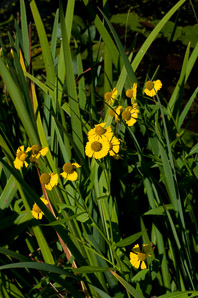 Helenium autumnale (common sneezeweed)