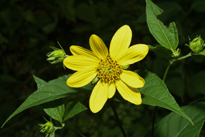 Helianthus divaricatus (woodland sunflower)