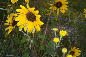 Helianthus petiolaris (prairie sunflower, lesser sunflower)