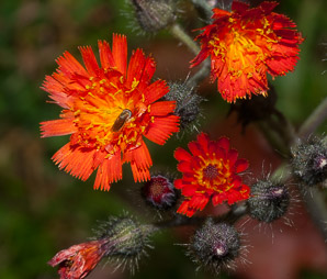 Hieracium L. (hawkweed)