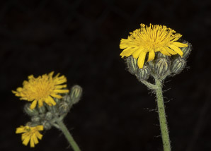 Hieracium caespitosum (field hawkweed, yellow hawkweed, meadow hawkweed, king devil, yellow paintbrush, devil’s paintbrush, yellow devil, yellow fox-and-cubs, yellow king-devil)
