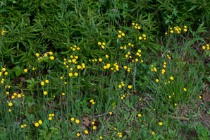 Hieracium caespitosum (field hawkweed, yellow hawkweed, meadow hawkweed, king devil, yellow paintbrush, devil’s paintbrush, yellow devil, yellow fox-and-cubs, yellow king-devil)