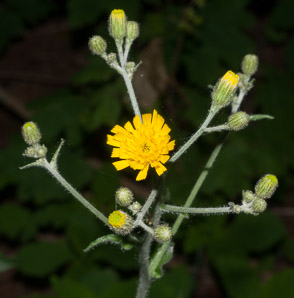 Hieracium murorum (wall hawkweed)