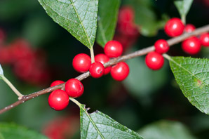 Ilex verticillata (winterberry ‘Red Sprite’, winterberry, American winterberry)