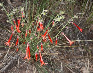 Ipomopsis aggregata (scarlet gilia, scarlet trumpet, skyrocket)