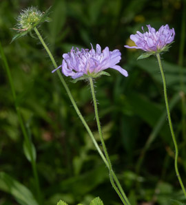Knautia arvensis (field scabious, blue buttons, field scabiosa)