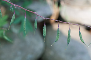 Lamprocapnos spectabilis (bleeding hearts, lyre flower, lady-in-a-bath, bleeding heart)