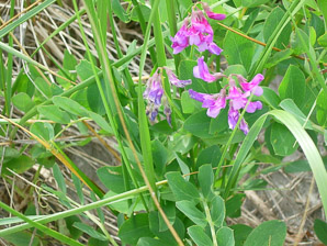 Lathyrus japonicus (beach pea, sea pea, circumpolar pea, sea vetchling)