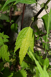 Leonurus cardiaca (motherwort, lion’s tail, heartwort, common motherwort)