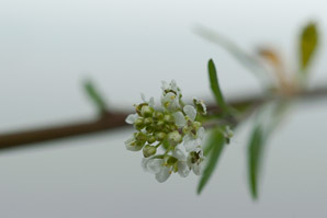 Lepidium virginicum (peppergrass, Virginia pepperweed)