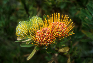 Leucospermum cordifolium (pincushion protea, red pincushion-protea)