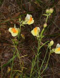 Linaria vulgaris (butter and eggs, common toadflax, yellow toadflax)