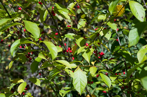 Lindera benzoin (spicebush, northern spicebush)