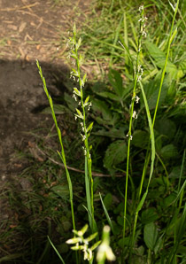 Lolium perenne (perennial ryegrass, English ryegrass, winter ryegrass, ray grass)