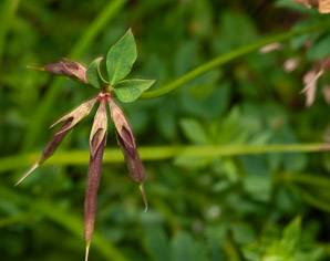 Lotus corniculatus (bird’s foot trefoil, bird’s-foot trefoil)