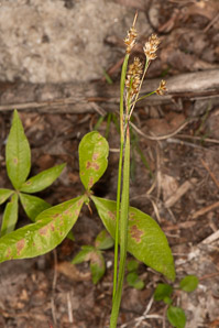 Luzula pallidula (pale European wood rush, Eurasian woodrush)