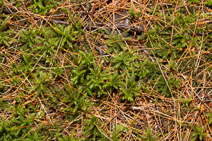 Lycopodium dendroideum (prickly tree clubmoss, tree groundpine)
