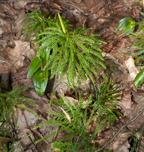 Lycopodium hickeyi (Hickey’s tree clubmoss, Pennsylvania clubmoss)