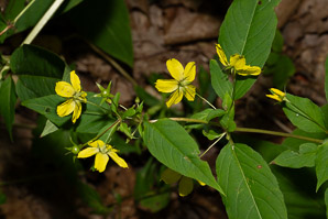 Lysimachia ciliata (fringed yellow loosestrife, fringed loosestrife)