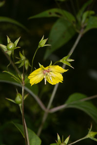 Lysimachia ciliata (fringed yellow loosestrife, fringed loosestrife)
