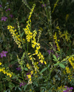 Melilotus officinalis (white sweet clover, yellow sweet clover, sweet clover, sweetclover)
