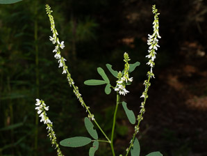 Melilotus officinalis (white sweet clover, yellow sweet clover, sweet clover, sweetclover)