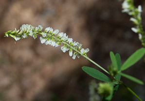 Melilotus officinalis (white sweet clover, yellow sweet clover, sweet clover, sweetclover)