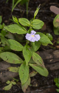 Mimulus ringens (square-stemmed monkeyflower, Allegheny monkeyflower)