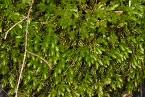 Mnium hornum (swan’s-neck thyme-moss, horn calcareous moss)