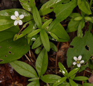 Moehringia lateriflora (blunt-leaved grove-sandwort, bluntleaf sandwort)